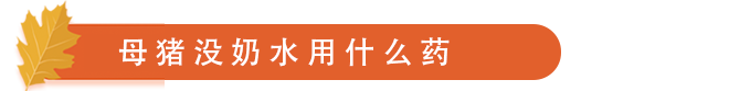 母 猪 没 奶 水 用 什 么 药.png